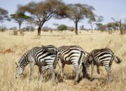 Luxury Safaris: Ultimate African Expedition Guide