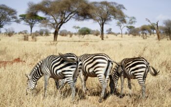Luxury Safaris: Ultimate African Expedition Guide