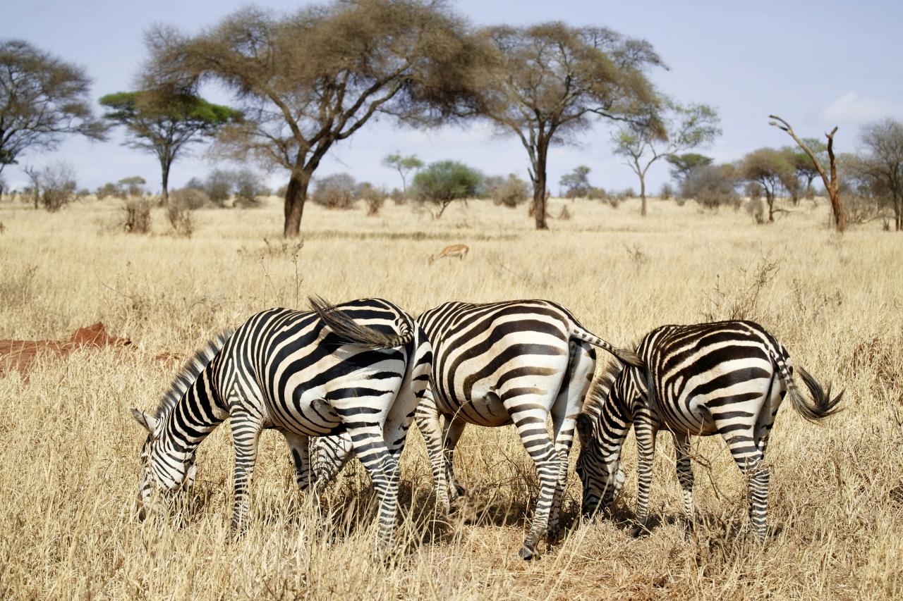 three zebras eating grass